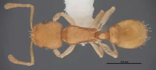 Temnothorax torrei specimen FMNHINS0000088654 image fmnhins0000088654_1