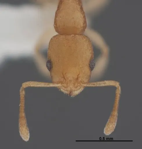 Temnothorax torrei specimen FMNHINS0000088654 image fmnhins0000088654_2