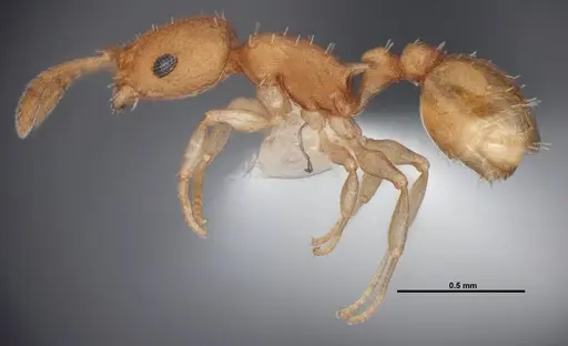 Temnothorax torrei specimen FMNHINS0000088654 image fmnhins0000088654_3