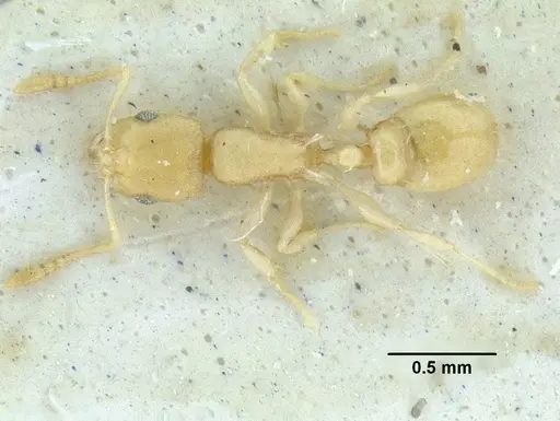 Temnothorax torrei specimen MCZENT00016562 image mczent00016562_1