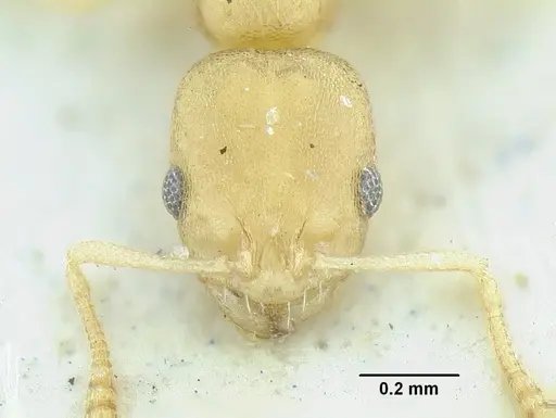 Temnothorax torrei specimen MCZENT00016562 image mczent00016562_2