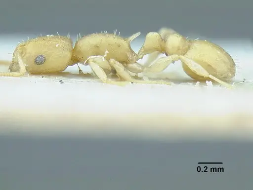 Temnothorax torrei specimen MCZENT00016562 image mczent00016562_3