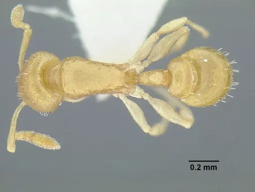Temnothorax torrei specimen MCZENT00583611 image mczent00583611_1