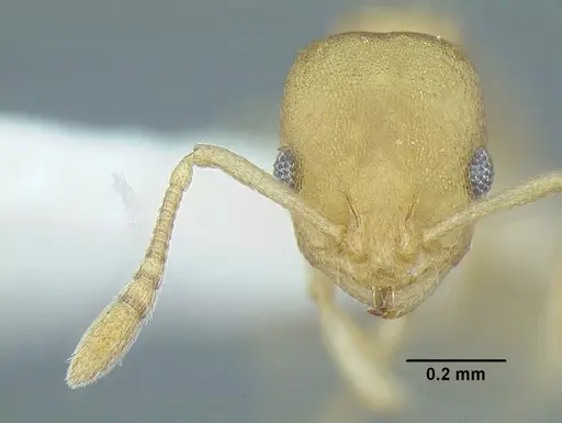 Temnothorax torrei specimen MCZENT00583611 image mczent00583611_2