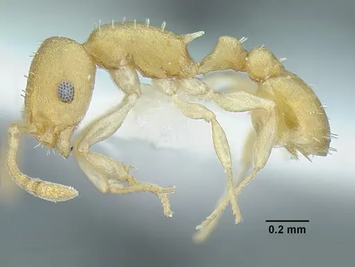 Temnothorax torrei specimen MCZENT00583611 image mczent00583611_3