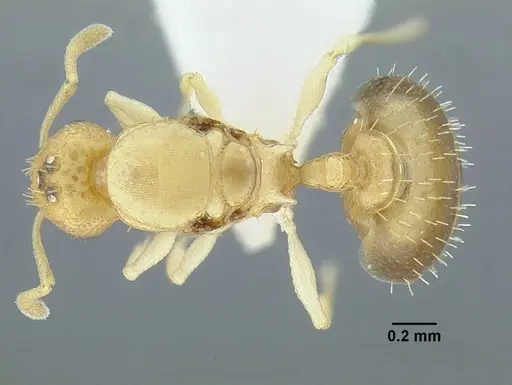 Temnothorax torrei specimen MCZENT00583612 image mczent00583612_1