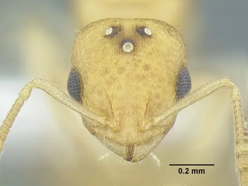 Temnothorax torrei specimen MCZENT00583612 image mczent00583612_2