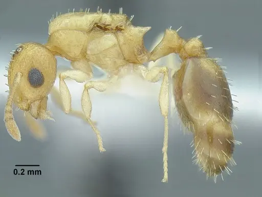 Temnothorax torrei specimen MCZENT00583612 image mczent00583612_3