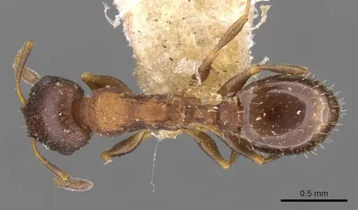 Temnothorax trabutii specimen CASENT0909013 image casent0909013_1