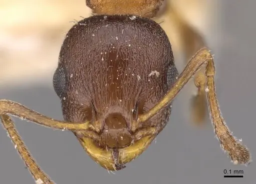 Temnothorax trabutii specimen CASENT0909013 image casent0909013_2