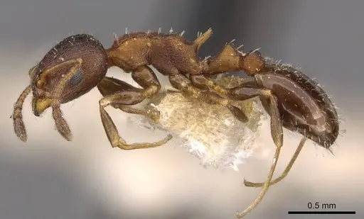 Temnothorax trabutii specimen CASENT0909013 image casent0909013_3