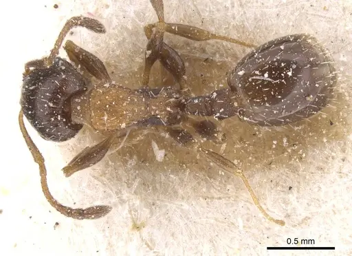 Temnothorax trabutii specimen CASENT0912897 image casent0912897_1