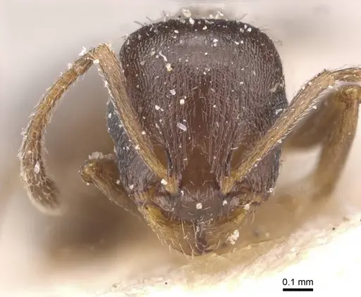 Temnothorax trabutii specimen CASENT0912897 image casent0912897_2