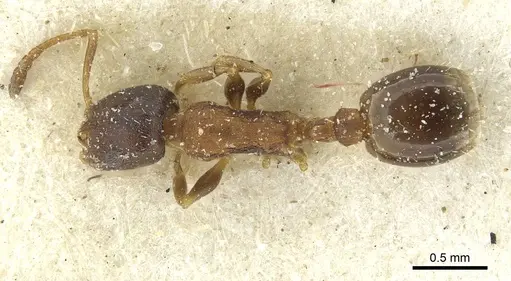 Temnothorax trabutii specimen CASENT0912958 image casent0912958_1