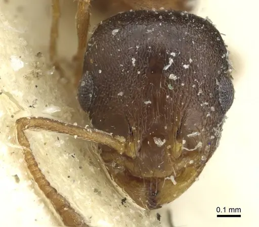 Temnothorax trabutii specimen CASENT0912958 image casent0912958_2