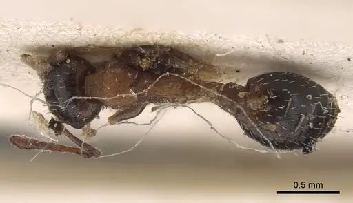 Temnothorax trabutii specimen CASENT0917823 image casent0917823_1
