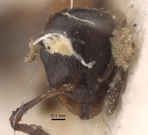 Temnothorax trabutii specimen CASENT0917823 image casent0917823_2