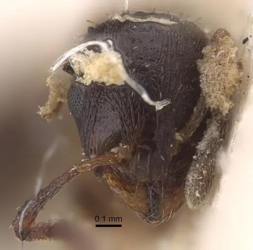 Temnothorax trabutii specimen CASENT0917823 image casent0917823_3