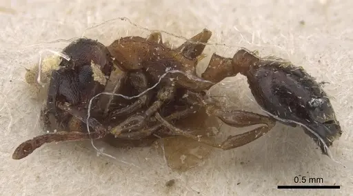 Temnothorax trabutii specimen CASENT0917823 image casent0917823_4