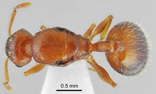 Temnothorax triangularis specimen CASENT0846661 image casent0846661_1