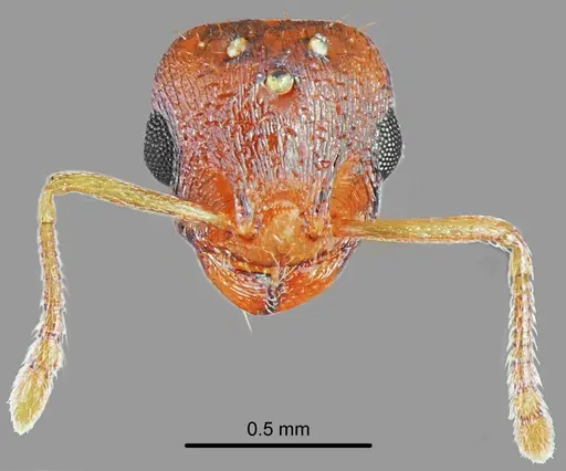Temnothorax triangularis specimen CASENT0846661 image casent0846661_2