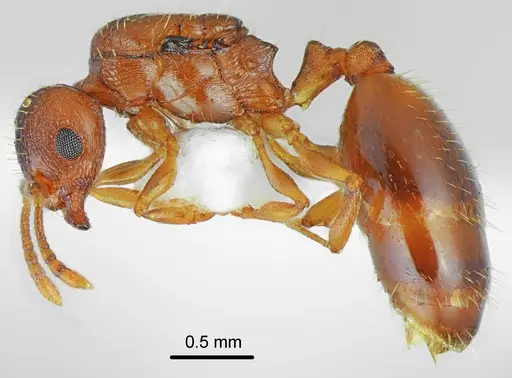 Temnothorax triangularis specimen CASENT0846661 image casent0846661_3