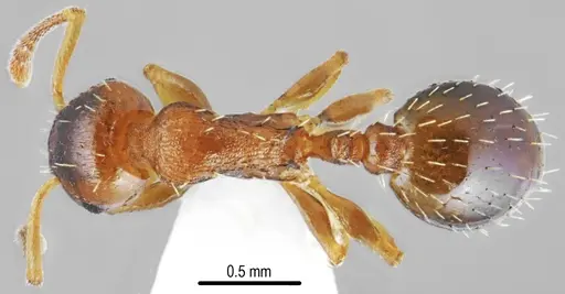 Temnothorax triangularis specimen CASENT0846901 image casent0846901_1