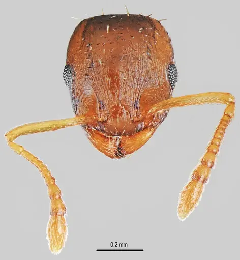Temnothorax triangularis specimen CASENT0846901 image casent0846901_2