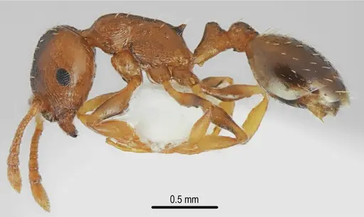 Temnothorax triangularis specimen CASENT0846901 image casent0846901_3