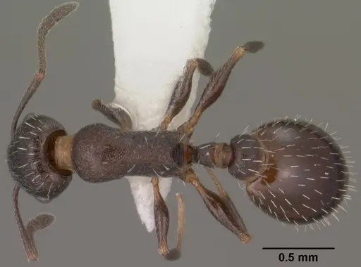 Temnothorax tricarinatus specimen CASENT0102845 image casent0102845_1