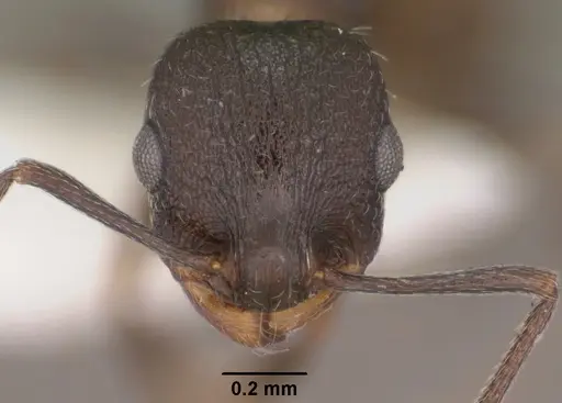 Temnothorax tricarinatus specimen CASENT0102845 image casent0102845_2