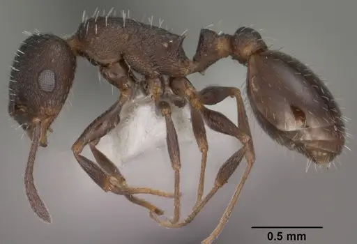 Temnothorax tricarinatus specimen CASENT0102845 image casent0102845_3