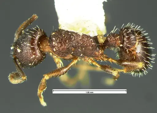 Temnothorax tricarinatus specimen CASENT0105629 image casent0105629_1