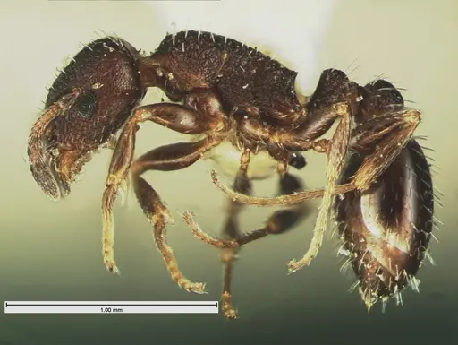 Temnothorax tricarinatus specimen CASENT0105629 image casent0105629_3