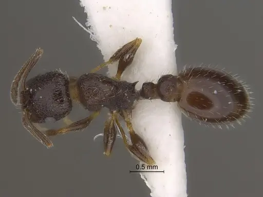 Temnothorax tricarinatus specimen CASENT0869801 image casent0869801_1
