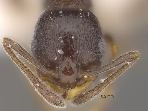 Temnothorax tricarinatus specimen CASENT0869801 image casent0869801_2