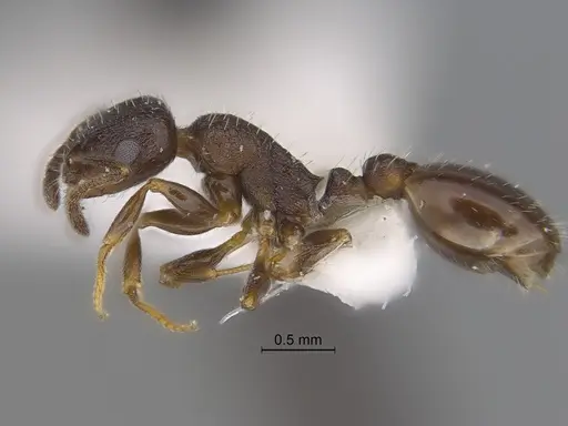 Temnothorax tricarinatus specimen CASENT0869801 image casent0869801_3