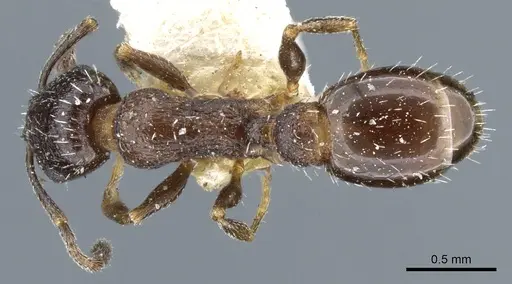 Temnothorax tricarinatus specimen CASENT0904747 image casent0904747_1