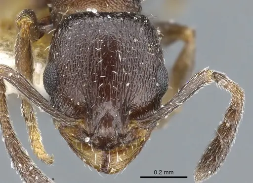 Temnothorax tricarinatus specimen CASENT0904747 image casent0904747_2