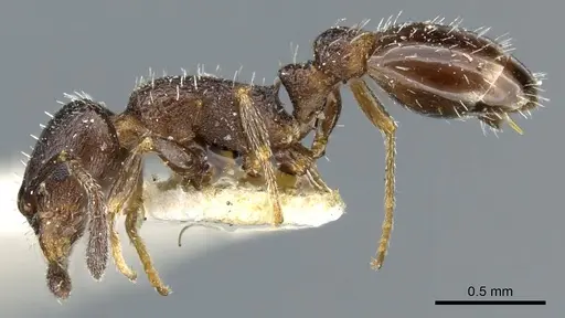 Temnothorax tricarinatus specimen CASENT0904747 image casent0904747_3