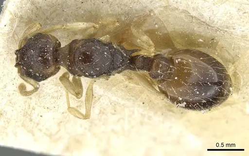 Temnothorax tricolor specimen CASENT0913008 image casent0913008_1