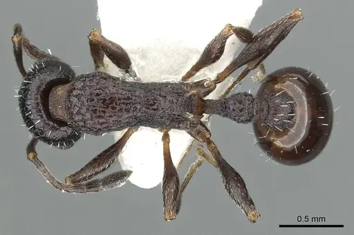 Temnothorax turritellus specimen CASENT0913010 image casent0913010_1