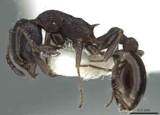 Temnothorax turritellus specimen CASENT0913010 image casent0913010_3