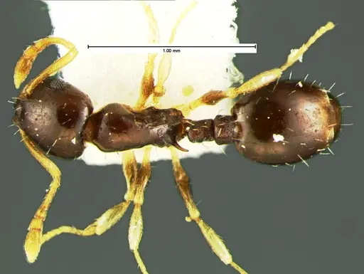 Temnothorax tuscaloosae specimen CASENT0105628 image casent0105628_1