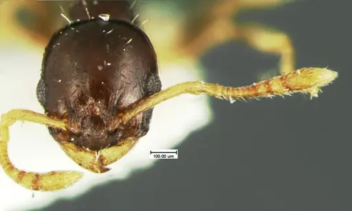 Temnothorax tuscaloosae specimen CASENT0105628 image casent0105628_2