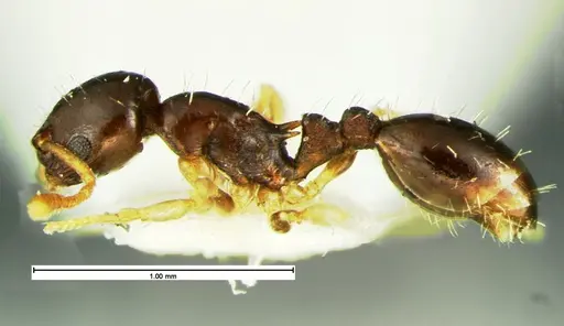 Temnothorax tuscaloosae specimen CASENT0105628 image casent0105628_3