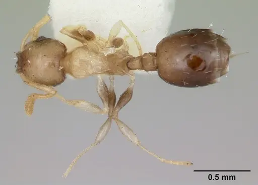 Temnothorax tuscaloosae specimen CASENT0172600 image casent0172600_1