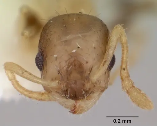 Temnothorax tuscaloosae specimen CASENT0172600 image casent0172600_2