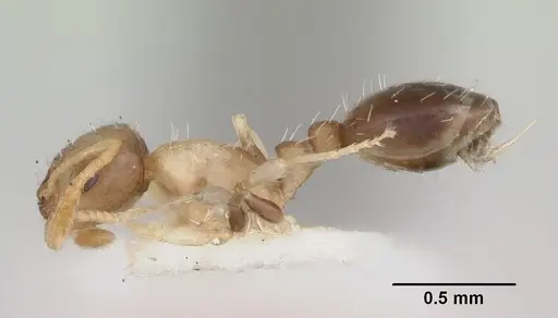 Temnothorax tuscaloosae specimen CASENT0172600 image casent0172600_3