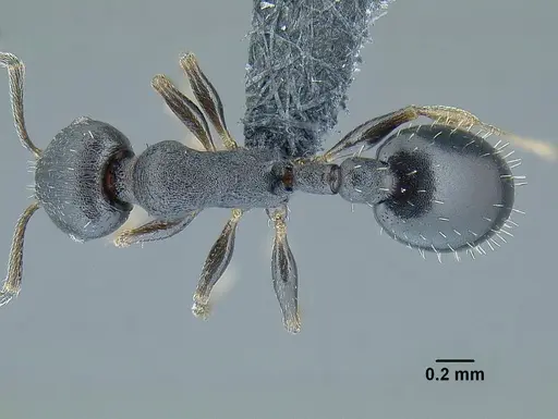 Temnothorax tuxtlanus specimen CASENT0640472 image casent0640472_1